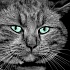 Общие положения о питании кошек