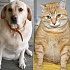Клиника для животных с ожирением