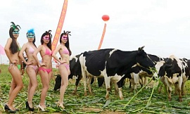 Китай: конкурс красоты дойных коров