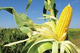 Monsanto не может покорить Европу