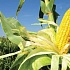 Monsanto не может покорить Европу