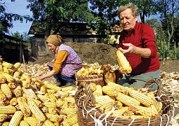 Венгрия против ГМО