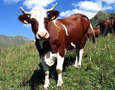 Самарская область. В 115 фермерских хозяйствах коровы болеют лейкозом 