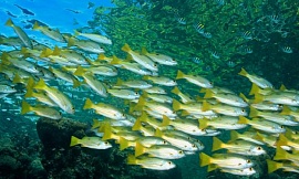 Сигуатера – рыбное отравление в Тихом океане
