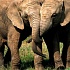 Пьяные слоны разнесли индийскую деревушку
