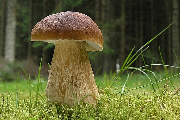 Белый гриб - Царь грибов