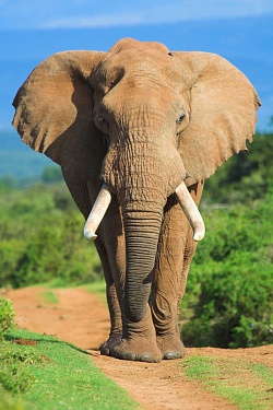 Куплю африканского слона
