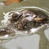 Мясо крокодила – ключ к эволюции человечества