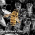 Польские пчеловоды дали отпор Monsanto