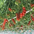 АПХ «ЭКО-культура» — свежие овощи в поддержку пенсионерам на соцобеспечении