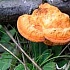Киноварный гриб
