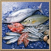 Виды рыб и их применение в кулинарии