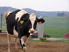 Молочный гостендер в Белоруссии