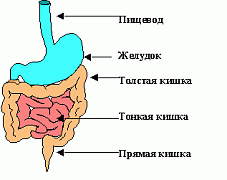 Принципы регуляции процессов пищеварения
