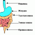 Принципы регуляции процессов пищеварения