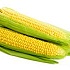 Генномодифицированная кукуруза Monsanto не прижилась в Германии.