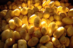 Действительно ли полнеют от картофеля?