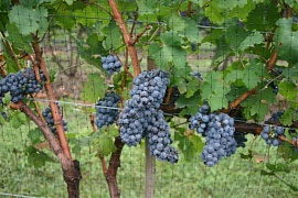 Виноградники Грузии пострадали от урагана
