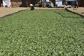 Рост плантаций коки в Перу
