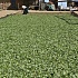 Рост плантаций коки в Перу