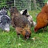 Российские летчики напугали киргизских кур