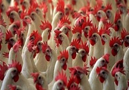 От новой разновидности птичьего гриппа в Шанхае умерло 2 человека
