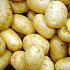 Картошка может стать отравой 