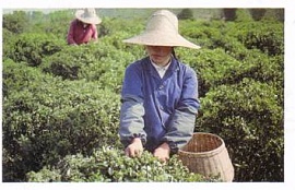 Классификация китайского чая