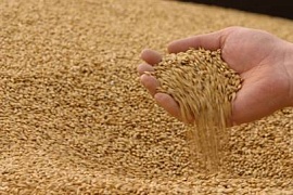 Запрет на ГМ зерно в Китае