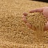 Запрет на ГМ зерно в Китае