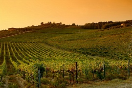 Классификация итальянских вин
