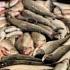 Рыба и кальмары возвращены в Китай