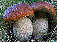 Химический состав и калорийность съедобных грибов