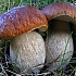 Химический состав и калорийность съедобных грибов