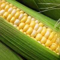 Вредители выработали иммунитет к ГМ кукурузе