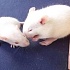 Воздействие низких доз трансгенной кукурузы на мышей, и вызываемый ею иммунный ответ