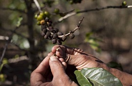 Победа над кофейной ржавчиной в Колумбии