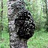 Чага березовая
