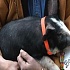 Хрюшку Бонни помиловали на фестивале бекона
