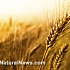 Современная пшеница – хронический яд