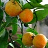 Сункат (сунки или кислый мандарин, Citrus sunki) и другие