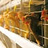 Бурятии вырастить кур поможет Корея