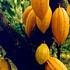 Уаттара попросил ЕС возобновить закупки какао 