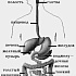 Функции желудочно - кишечного тракта