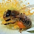 Нижегородские пчелы отравились химикатами