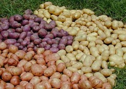 О пользе картофеля