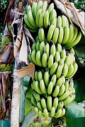 Интересное про бананы