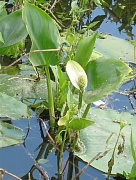 Белокрыльник (калла) болотный Calla palustris