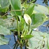 Белокрыльник (калла) болотный Calla palustris
