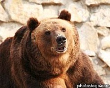 Медведица-йог в зоопарке